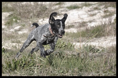 running - running, freedom, landscape, dog