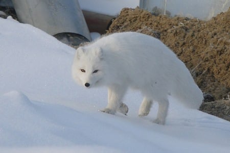 white fox - snow, white, whiteness, fox