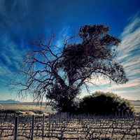 OLD TREE AT HORIZON