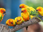 yellow parrots