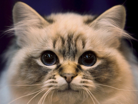 cute cat - nice, face, cat, animals, eyes, cute