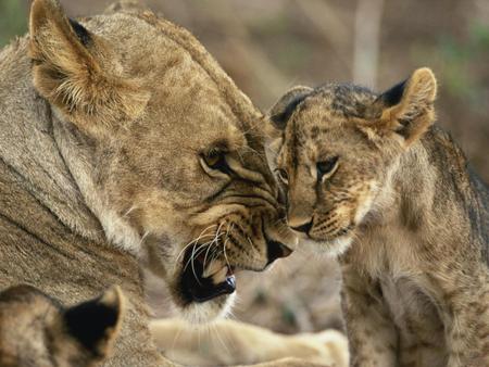 Misbehaving-Cub-Masai-Mara - love, wildlife, cub, lion, animals, mother, mom, family, animal, tiger