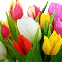 fresh-tulips