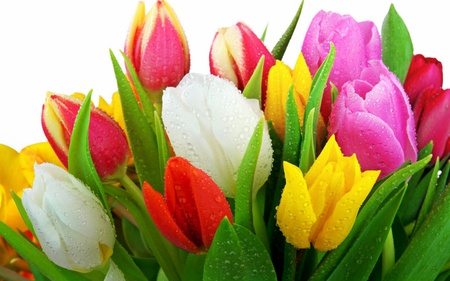 fresh-tulips - nature, fresh, tulips, wet, flowers, colors