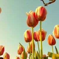 Tulips-With-Branch