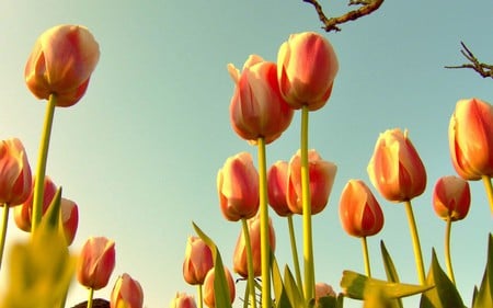 Tulips-With-Branch - nature, branch, tulips, colors, flowers