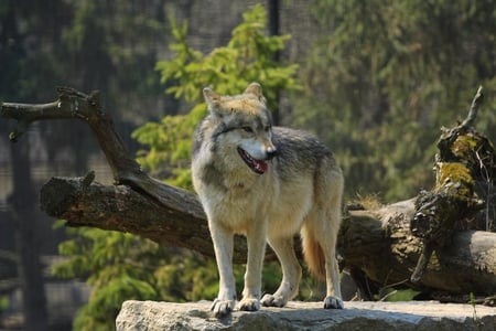 STANDING ALONE - stone, standing, wolf, log, wild