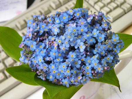 Delicate-blue-flowers - nature, flowers, blue, delicate