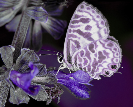 Purple mellow - elegant, butterflies, beautiful, mellow, beauty, lovely, charming, flowers, popular, purple, wings, butterfly, insect, background, animals