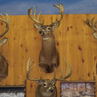 Mounted Deer Heads