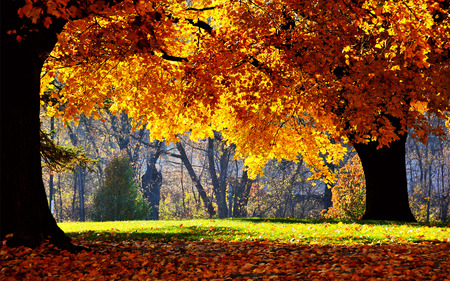 Blaze - nature, branches, autumn, trees, leaves, grass