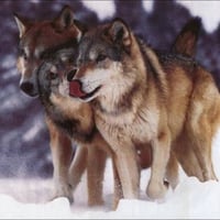 Timber Wolves In the Snow