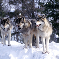 Grey Wolf Pack