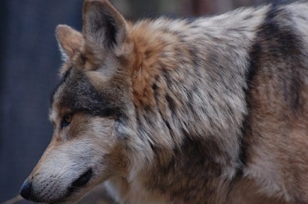 Mexican Grey Wolf