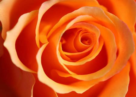 Beautiful rose - beauty, single rose, beautiful rose, orange, rose