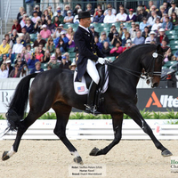 Dutch WarmBlood Horse