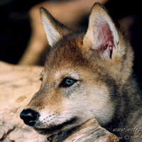 Cute Baby Wolf Pup