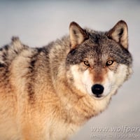 Grey Wolf!!!!