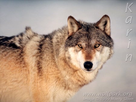 Grey Wolf!!!! - nature, grey wolves, snow, timber wolves, puppies, animals, wolves