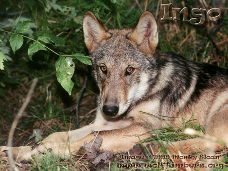 Relaxed And Alert Wolf - alert wolves, nature, grey wolves, timber wolves, puppies, relaxed wolves, wolves