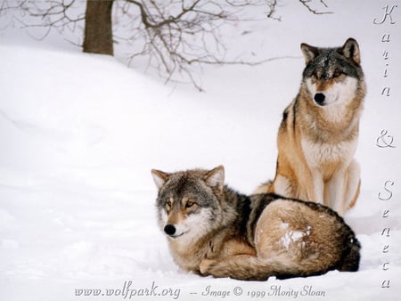 Two Majestic Wolves Sitting - beautiful wolves, nature, grey wolves, snow, animals, wolves, wolves on alert