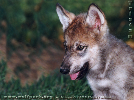 Tristain As a Baby Wolf - baby wolves, nature, grey wolves, cute wolf pups, wildlife, wolves