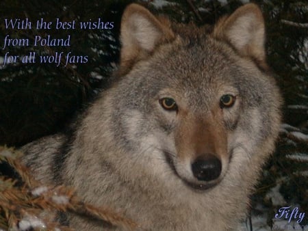 Love The Wolf - wolves, nature, passage, red wolves, wolf pups, love wolves