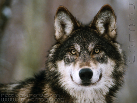 ALERT - nature, wolves, grey wolves, wolves alert