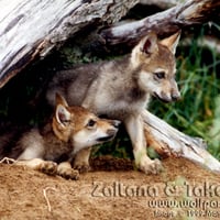 Curious Pups