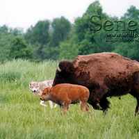 Leader of the Bison