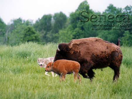 Leader of the Bison - wildlife, wolves, cows, leader wolf, bison, nature, grey wolves