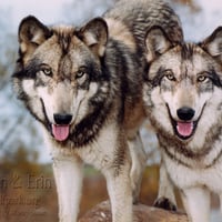 Beautiful Wolves