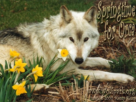 Spring Is Finally Here - wolves, nature, animals, white wolf, spring