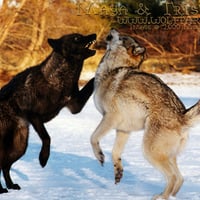 Wolves Fighting