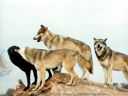 King of the Hill - hills, nature, grey wolves, black wolves, rocks, animals, wolves