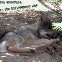 Relaxed in the Shadow