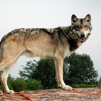 Tristain as a Grown Wolf