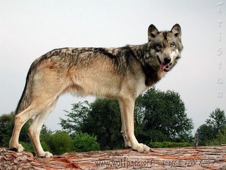 Tristain as a Grown Wolf - tristain, logs, nature, grey wolves, animals, wolves