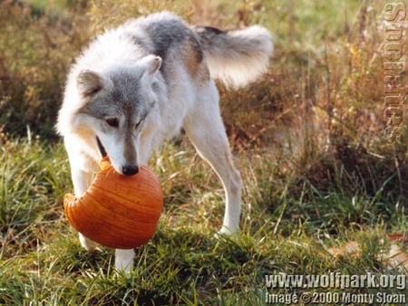 HALLOWEEN - grey wolf, nature, halloween, pumpkin, wolves