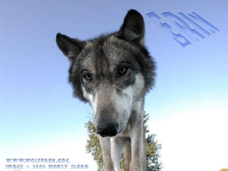 Close Up of Erin - grey wolf, nature, wildlife, wolves