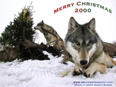 YAY!!! - christmas, logs, nature, snow, wolves