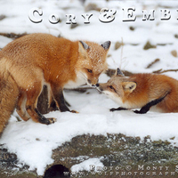 Foxes in Snow