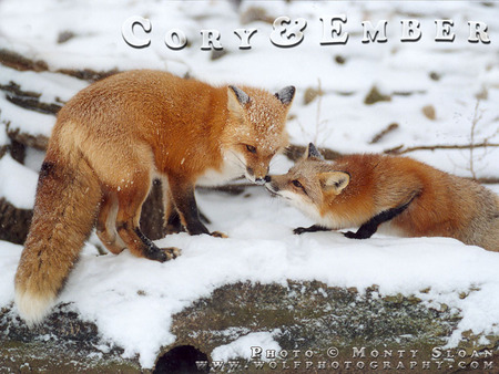 Foxes in Snow - coyote, nature, red foxes, foxes in love, snow, foxes