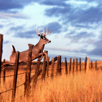 Buck Jumping Over a Fence