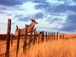 Buck Jumping Over a Fence