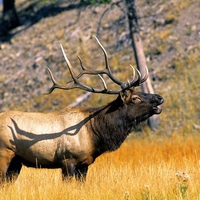 Beautiful Elk