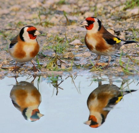 Hey you look familiar - reflections, feathers, red, water, wings, grass, cute, birds