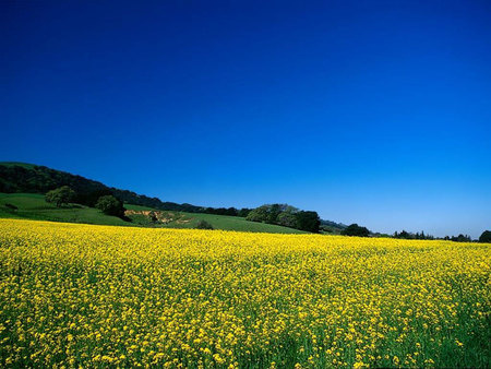 Field - field, flower, yellow, nature