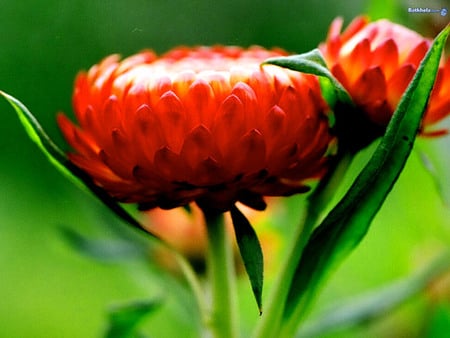 Flowers - summer, red, flower, nature