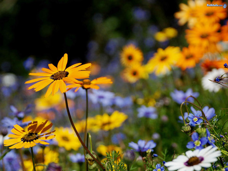 Flowers - nature, orange, wild flowers, blue